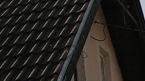 Pigeons and Pigeons
