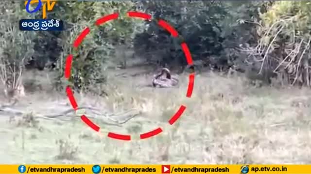 'Gone in 60 Seconds' | Python Tries to Prey on Leopard, Big Cat Shows Who's the Boss