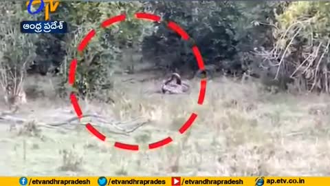 'Gone in 60 Seconds' | Python Tries to Prey on Leopard, Big Cat Shows Who's the Boss