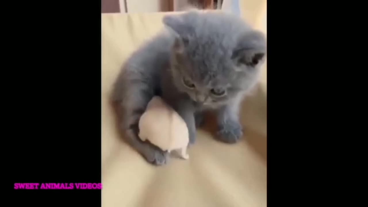 Cutest pets playing with 🐟, let's amazing video 😄 complation of 2022.