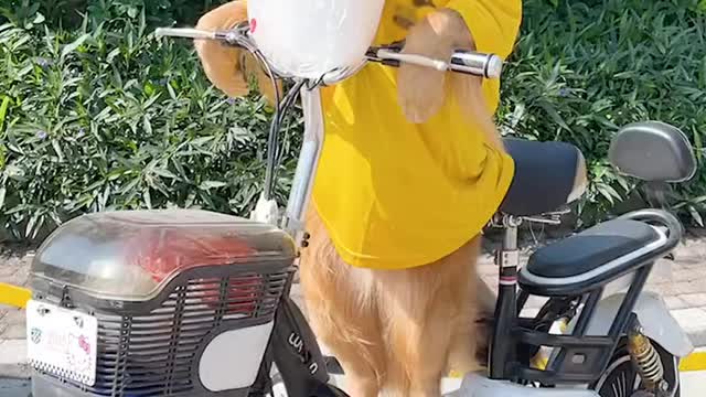 Golden retriever for delivery