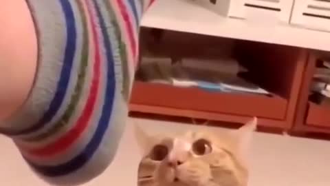 omg very funny cat