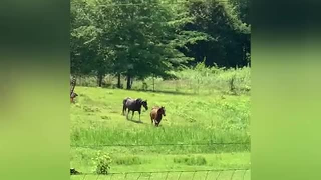 Yearling loves play!!!