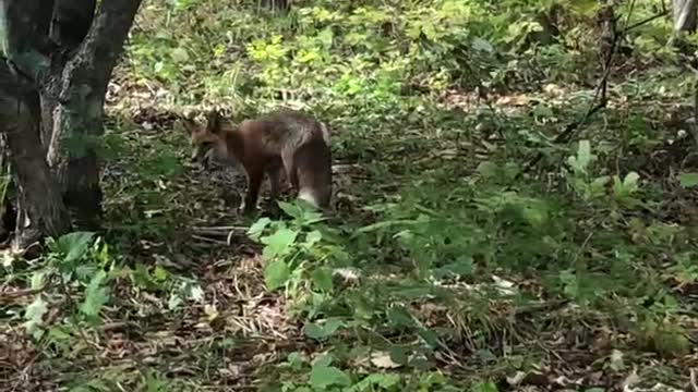 A fox appears while climbing