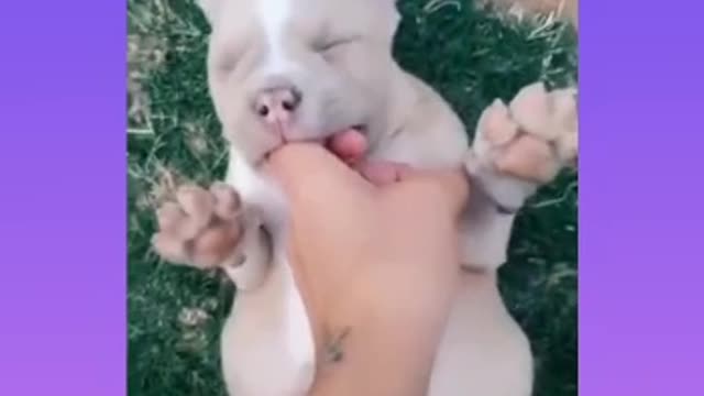 Pitbull Cute Attack