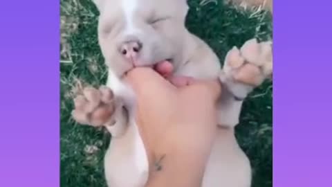 Pitbull Cute Attack