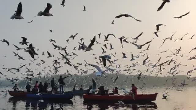 Incredible wave of seagulls