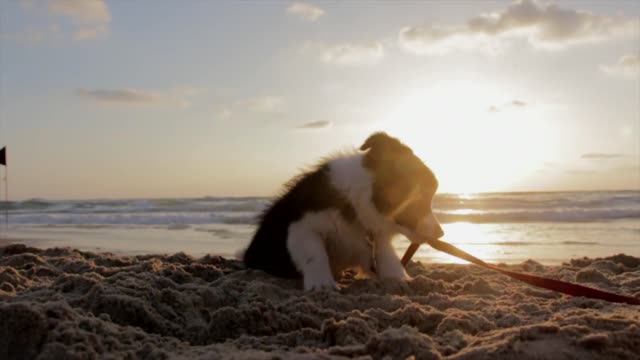 Puppy on the beach