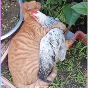 World citizenship ❤️