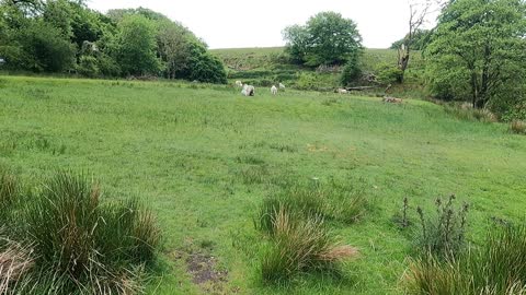 Sheep and their lambs . GoPro