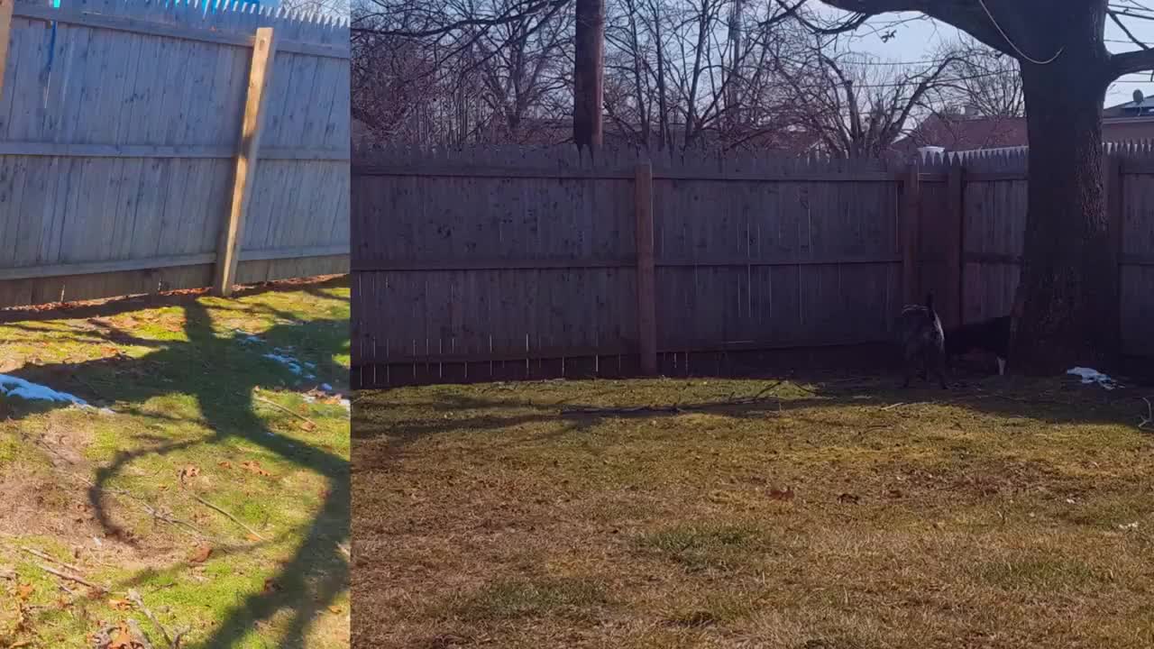 Watch Rescued Pitbulls First Day at New Furever Home!