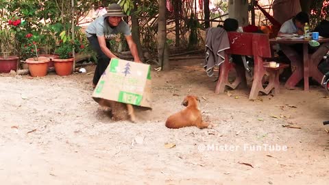 Best Funny Prank Blanket Prank on Dog!!!