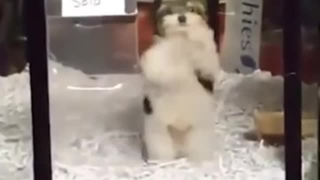 Animals never fail make us laugh Super funny animal compilation...