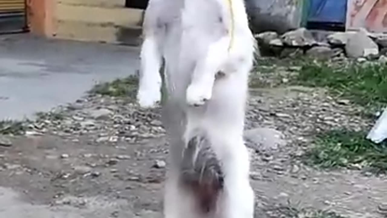 Dog dancing #viralshorts video