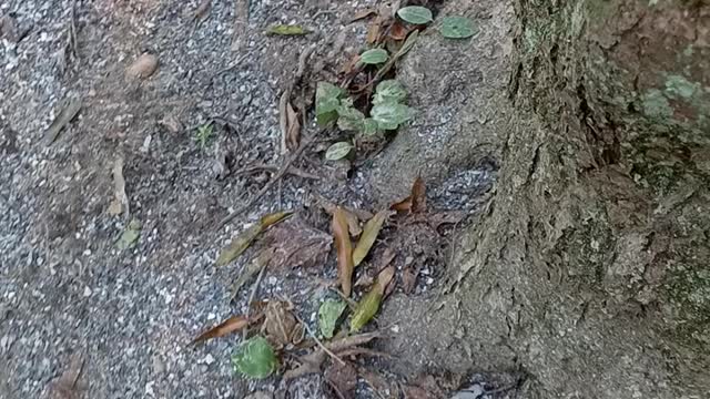 I found a toad at the park.