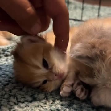 Baby Cats - Cute and Funny Cat Videos #cat#tiktok#shorts