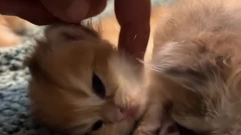 Baby Cats - Cute and Funny Cat Videos #cat#tiktok#shorts