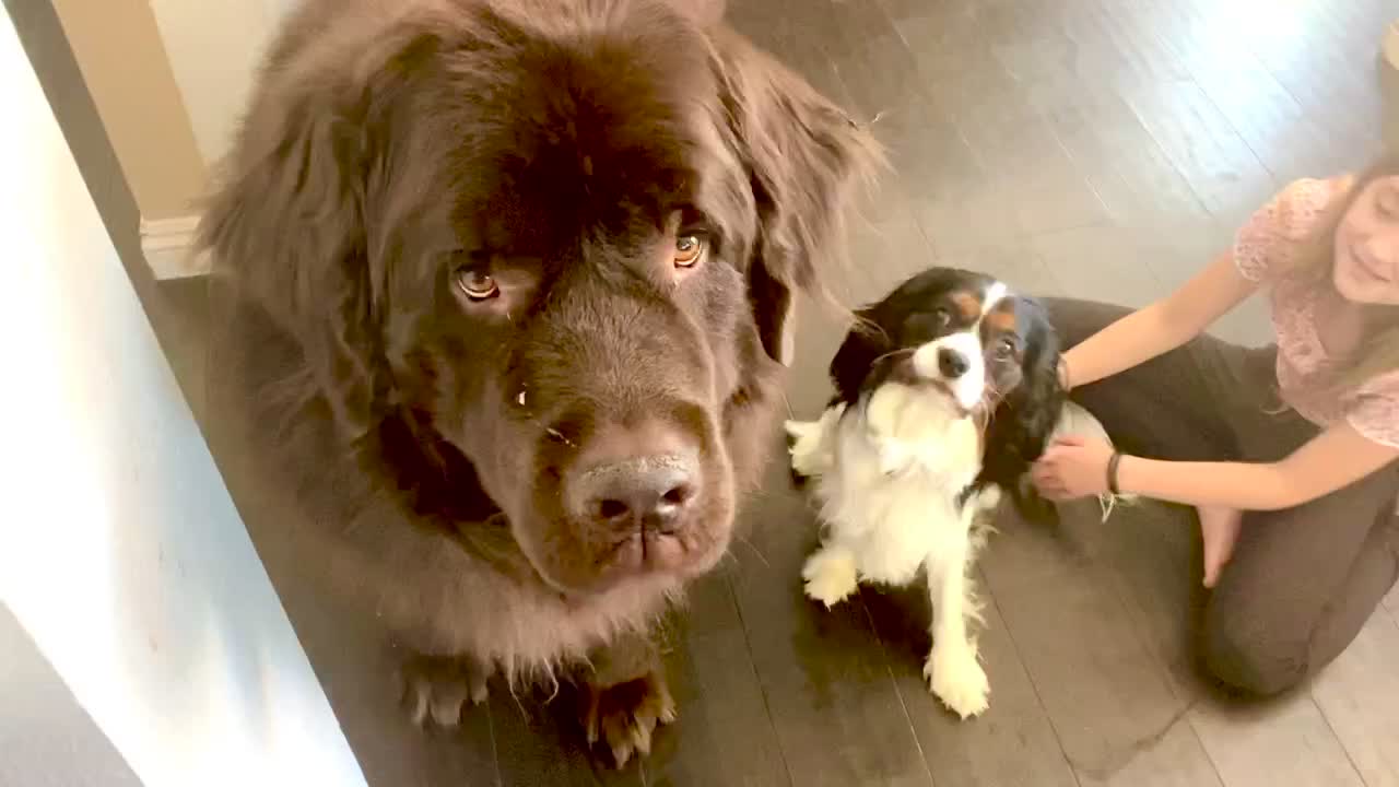 Cavalier cutely invades Newfoundland’s personal space