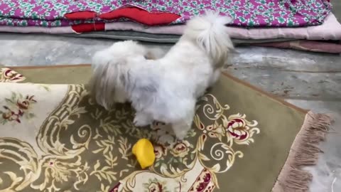 Pet- Nice- Little- Dog & Pretty- Girl