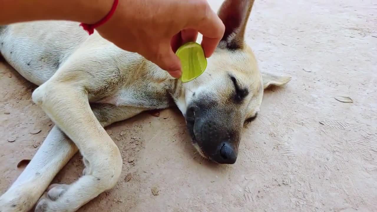 PRANK DOG | FACE CUTE WHEN PRANK😂🤣