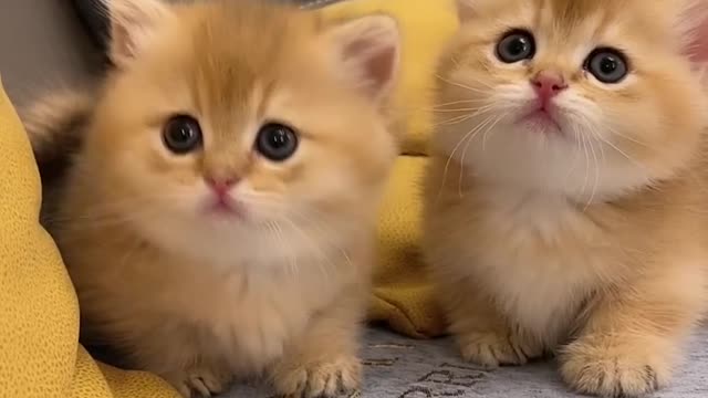 Two little kittens