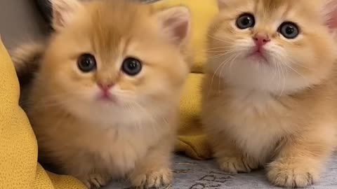 Two little kittens