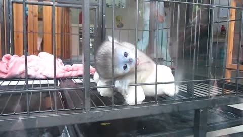 cute baby monkey breeding 1