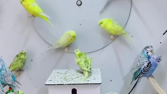 Funny BIRDS & PARROTS Compilation 2021 | Funny Vine