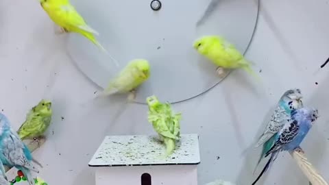 Funny BIRDS & PARROTS Compilation 2021 | Funny Vine