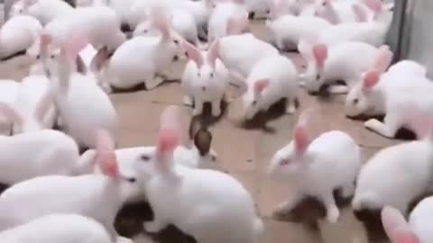 Funny baby rabbit 🐇🐇🐇