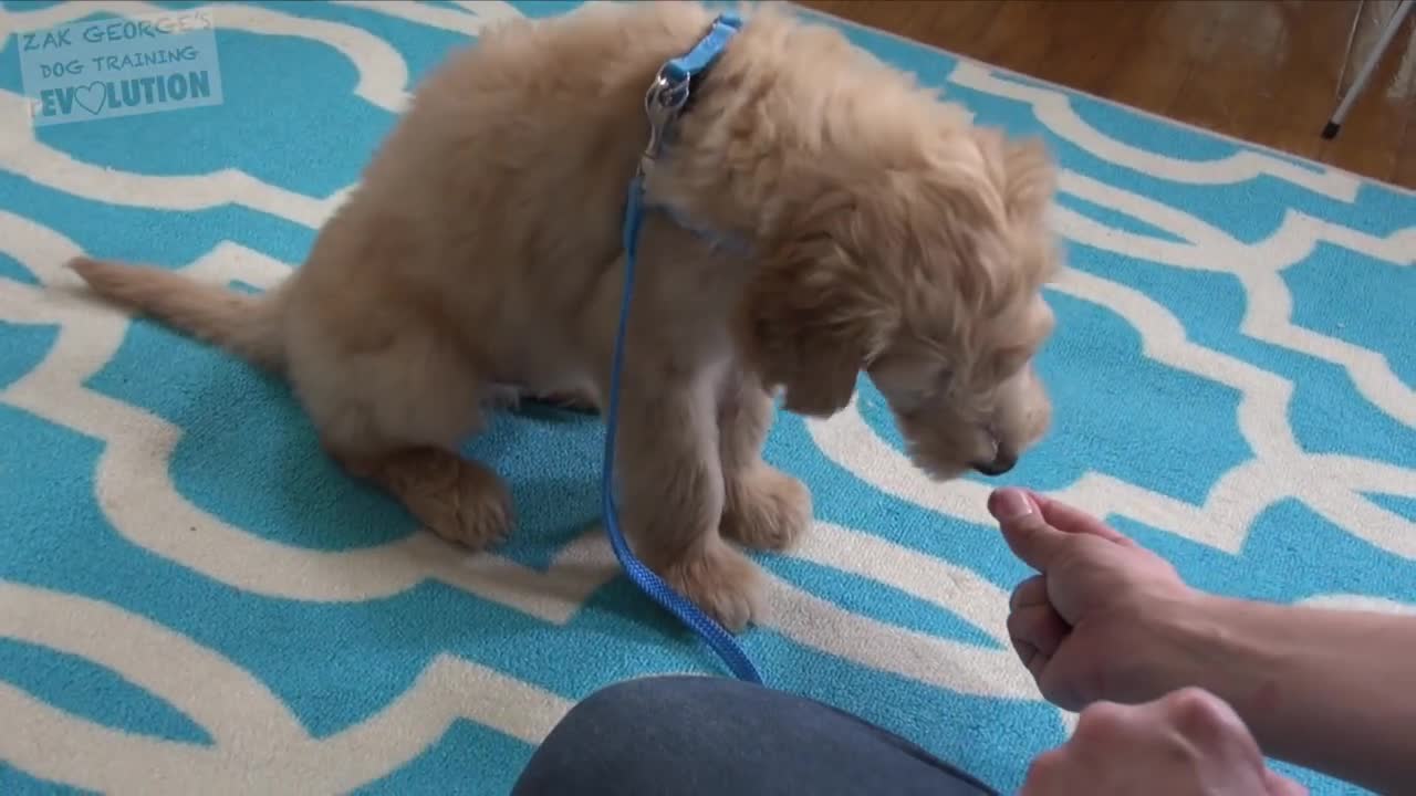 3 Easy Things To Teach for You NEW PUPPY