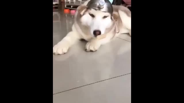 This husky took over my day's laughs