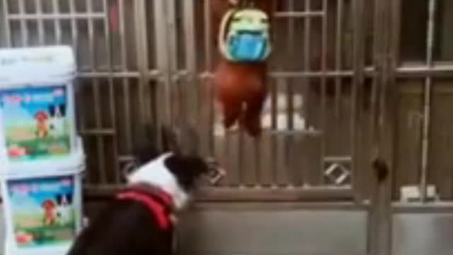 CUTE LITTLE PUPPY, OPEN'S UP THE GATE MOM CLOSE IT!