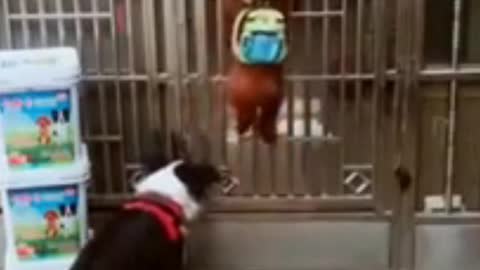 CUTE LITTLE PUPPY, OPEN'S UP THE GATE MOM CLOSE IT!