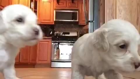Two white puppies investigate camera