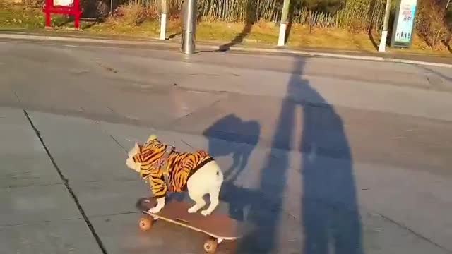 SkateDog 24