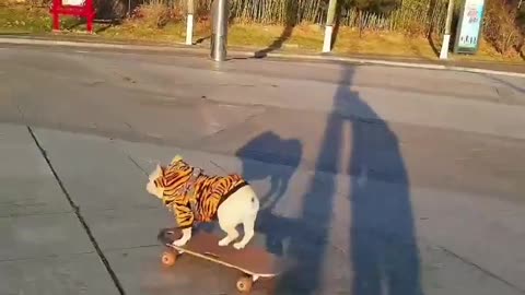 SkateDog 24