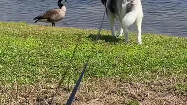 Duck Hunt, But With A Husky A funny Video