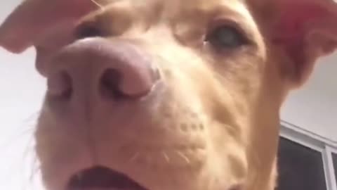 happy dog