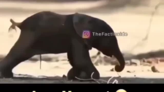 AWW Moment !😍 Newly born elephant tring to walk |