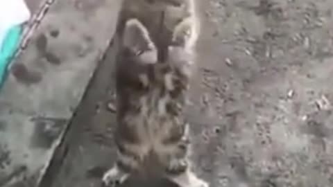 Hilarious Cat Trying to Stand like a Hooman