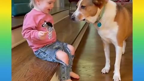 Funny and Cute Dog Video Compilation,🐕🐕