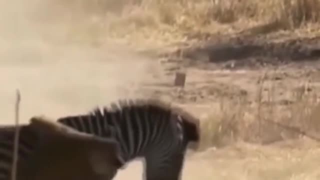 Precious footage of a lion killing a zebra