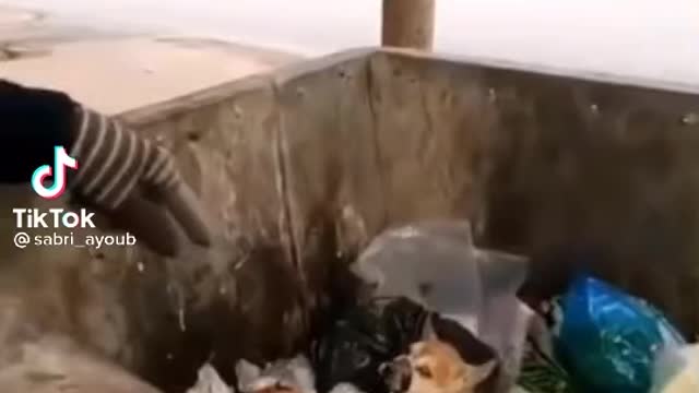 Sabri Virals '' cant beleive who can do this to innocent puppy 😭''