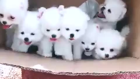 Cute and Funny Baby Dog