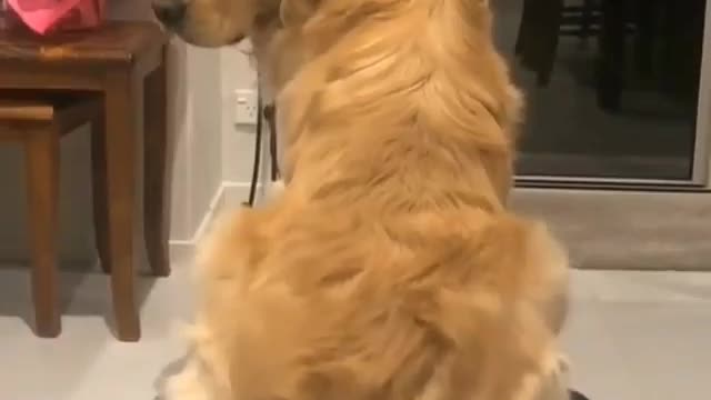 Dog Shaking Butt