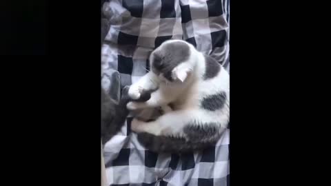 Funny animals playing, jumping and having dun