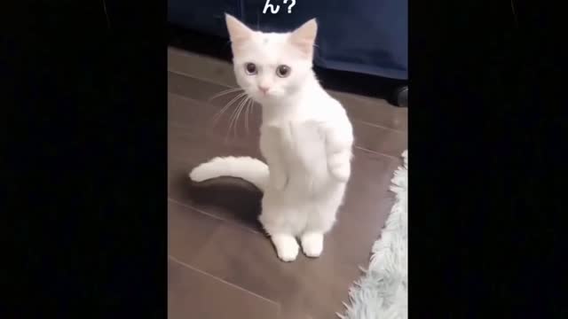 Funny Animal videos 2022 😂- Funniest Cat's and Dogs Videos😻🙀#1