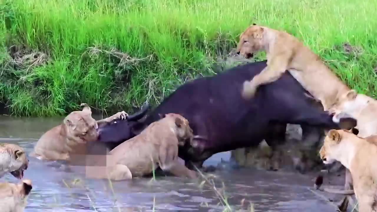 Craziest Fight of Animals All The Time