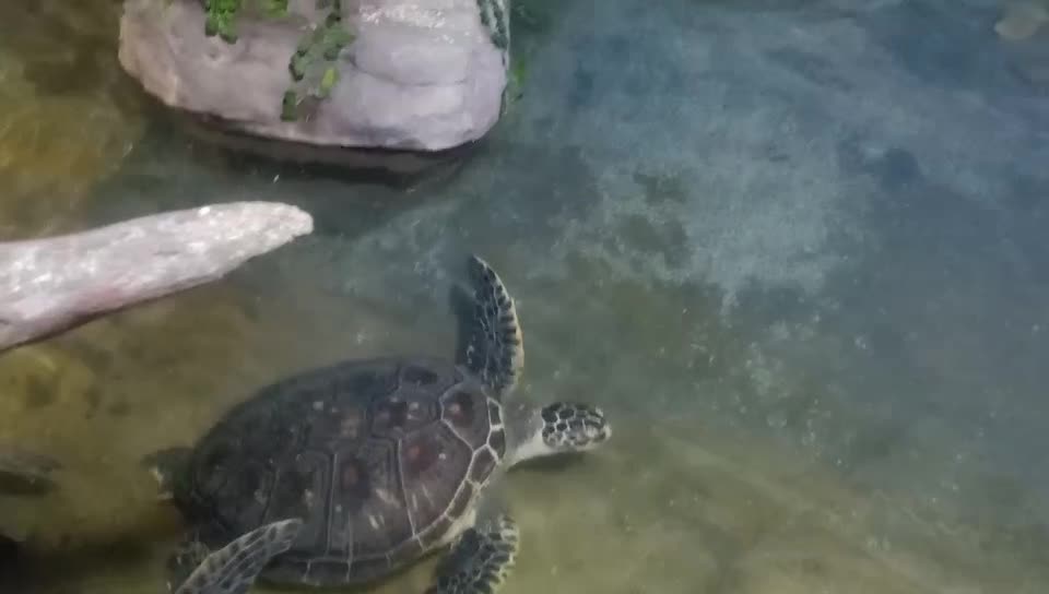 Are these turtles fighting for territory?